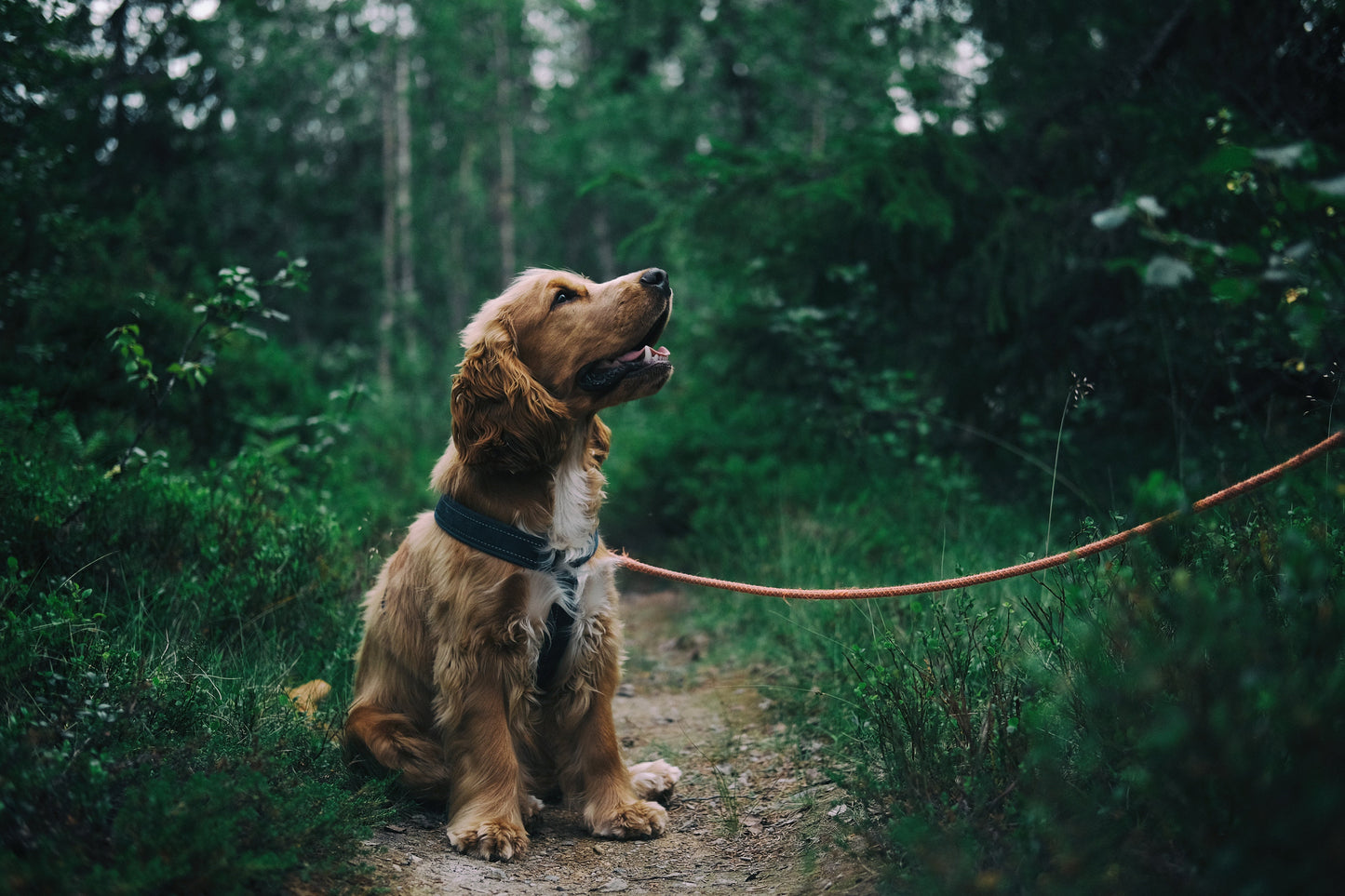 Dog Safe Natural tick and bug spray